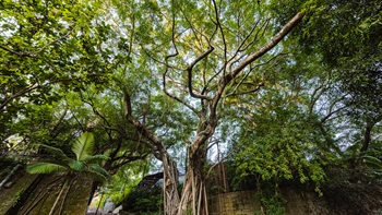 这些树大根深的树木是公园里最古老的植物之一。它们就像一把大雨伞，拥抱着游人。